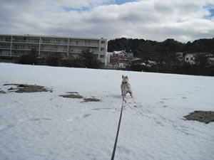 初めての雪、終わった雪