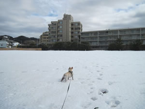 初めての雪、終わった雪