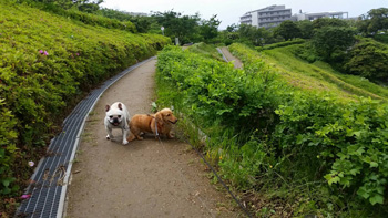 犬のいる光景