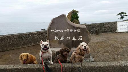 犬のいる光景
